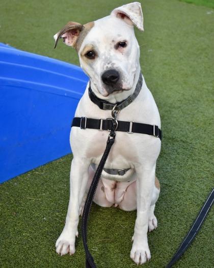 Enlarge Bella, a Adoptable mixed breed in West Seneca, NY image 1/3