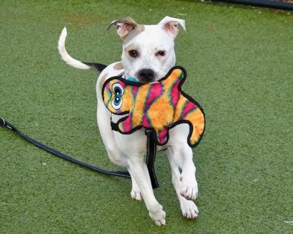 Enlarge Bella, a Adoptable mixed breed in West Seneca, NY image 2/3