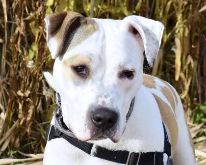 Enlarge Bella, a Adoptable mixed breed in West Seneca, NY image 3/3