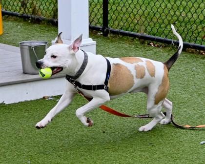 Enlarge Ella, a Adoptable mixed breed in West Seneca, NY image 3/3