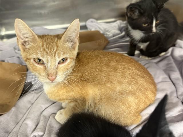 Enlarge DROGON, a Adoptable mixed breed in Grand Prairie, TX image 1/1