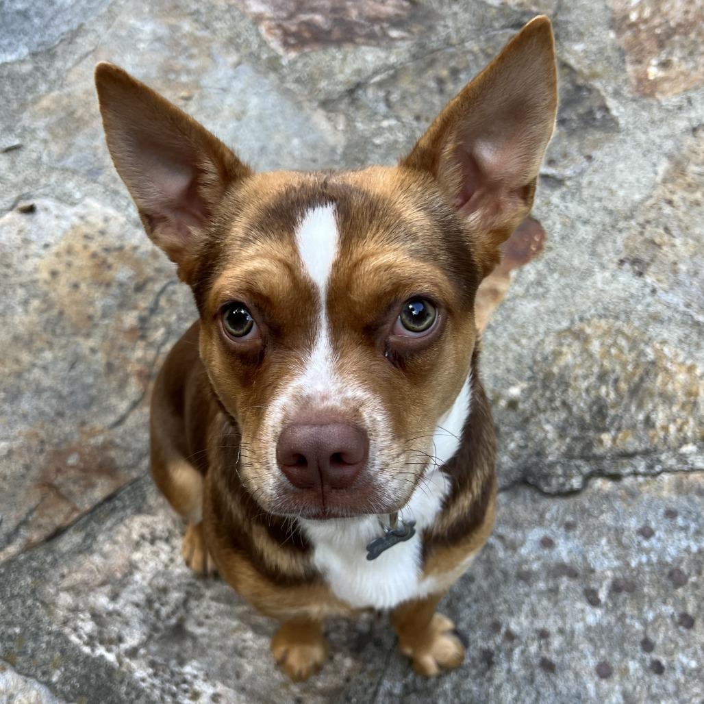 Frostine (Tina), Adoptable, Adult Female Chihuahua.