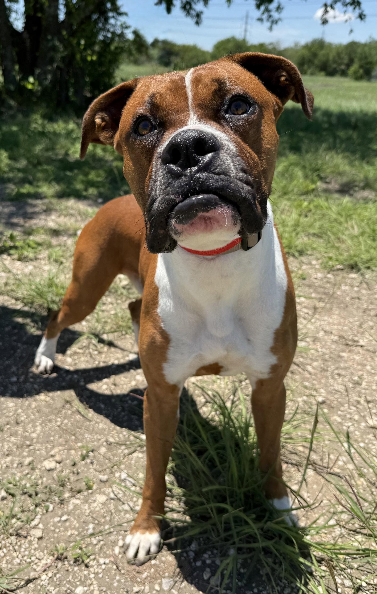 Bam, Adoptable, Adult Male Boxer.