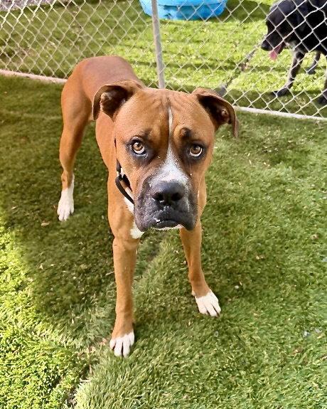 Bam, a Adoptable Boxer in Monticello, NY image 2/3