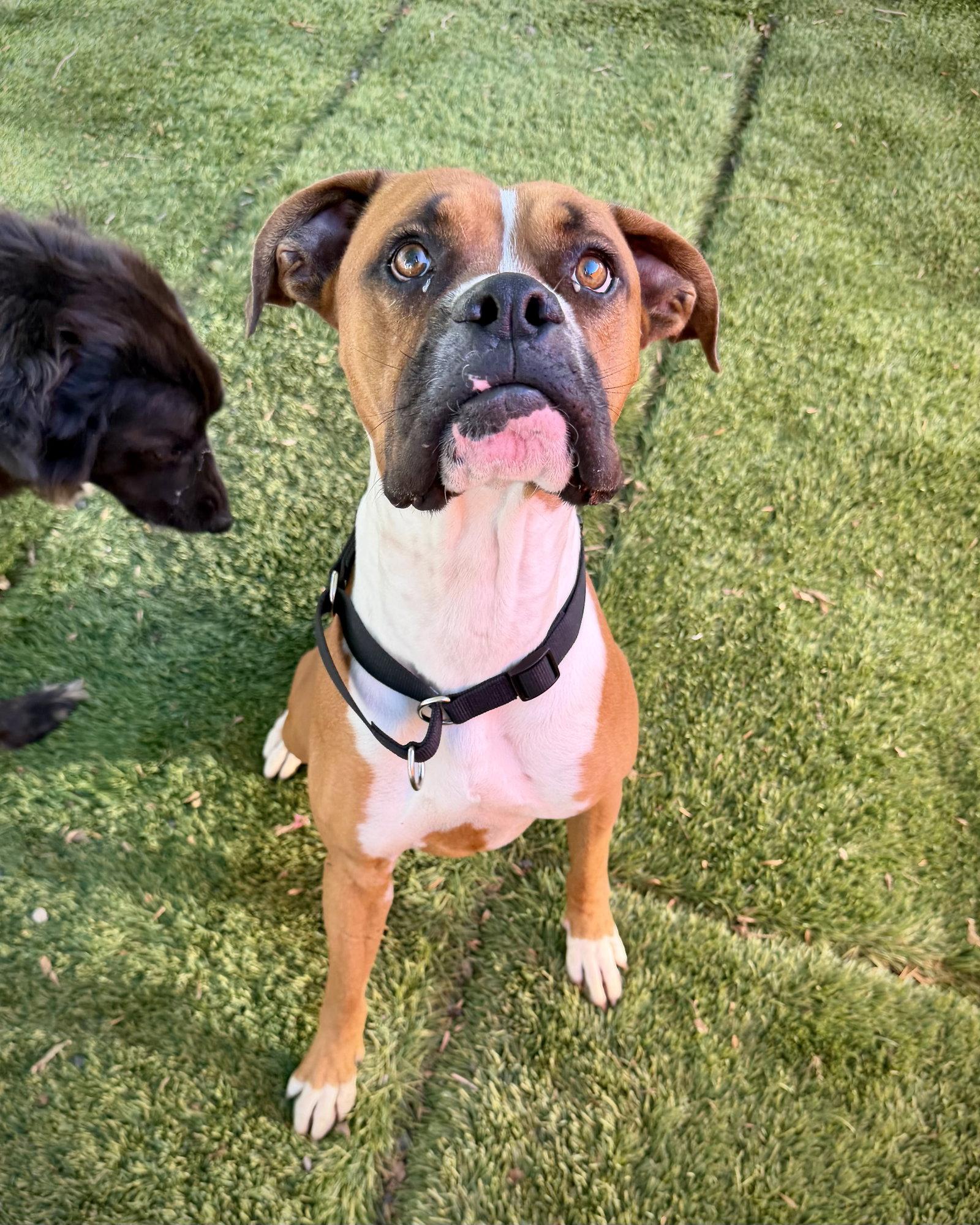 Bam, a Adoptable Boxer in Monticello, NY image 3/3