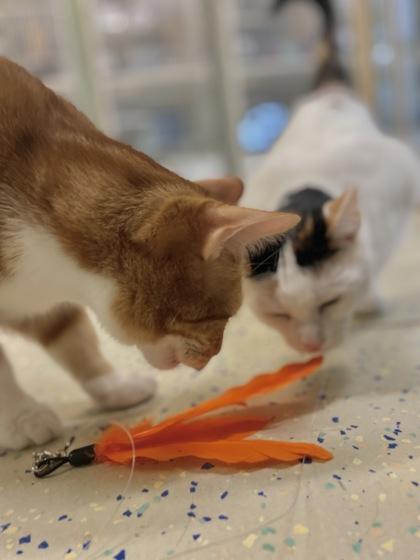 Pumpkin, Adoptable, Young Male Domestic Short Hair & Domestic Short Hair.