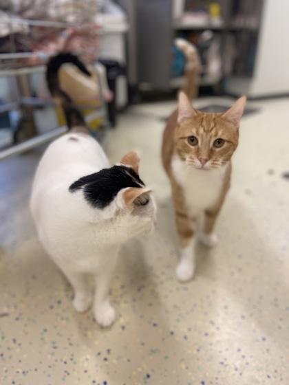 Pumpkin, a Adoptable Domestic Short Hair in Columbus, IN image 2/3