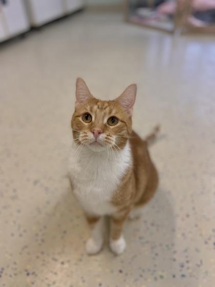 Pumpkin, a Adoptable Domestic Short Hair in Columbus, IN image 3/3