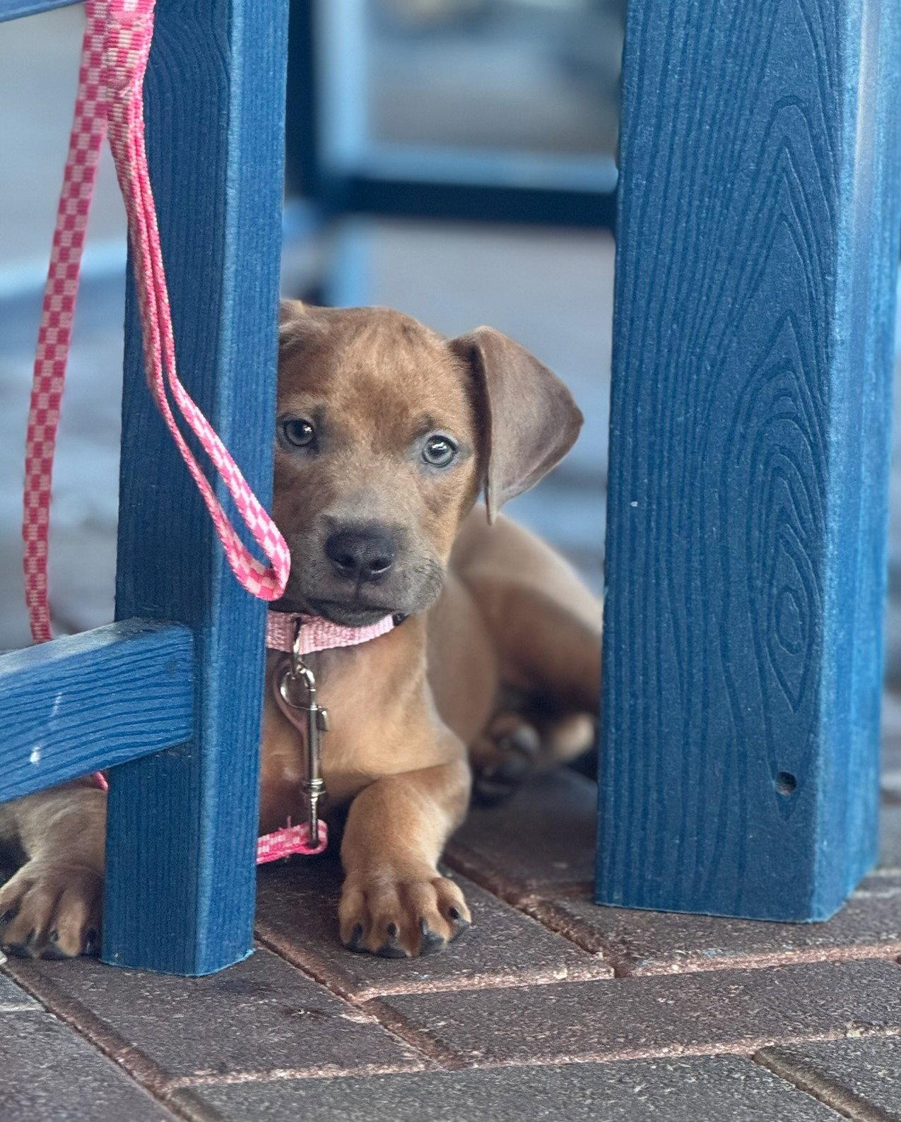 Enlarge Ava, a Adoptable mixed breed in Royal Palm Beach, FL image 1/1