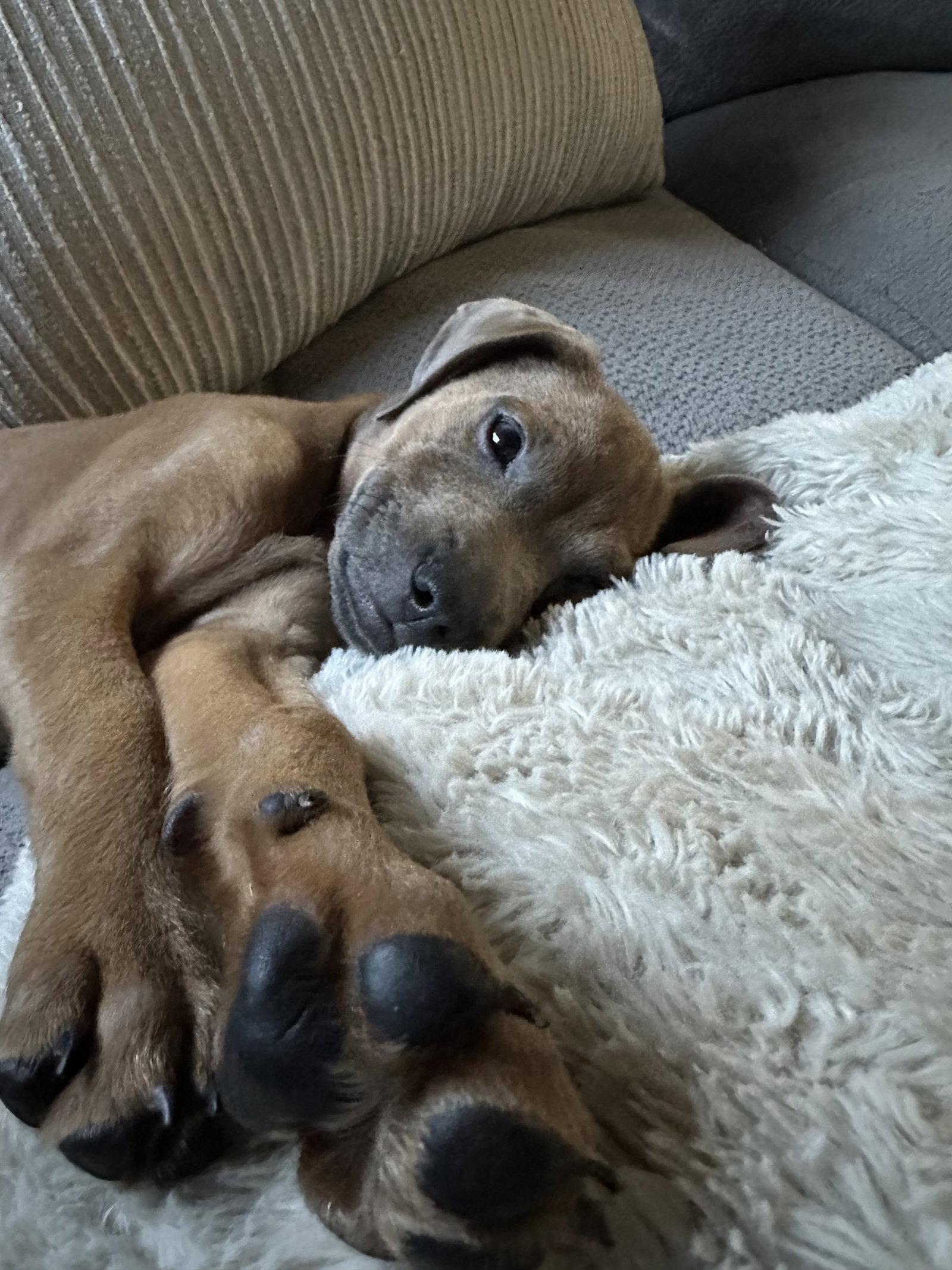 Enlarge Ava, a Adoptable mixed breed in Royal Palm Beach, FL image 2/3