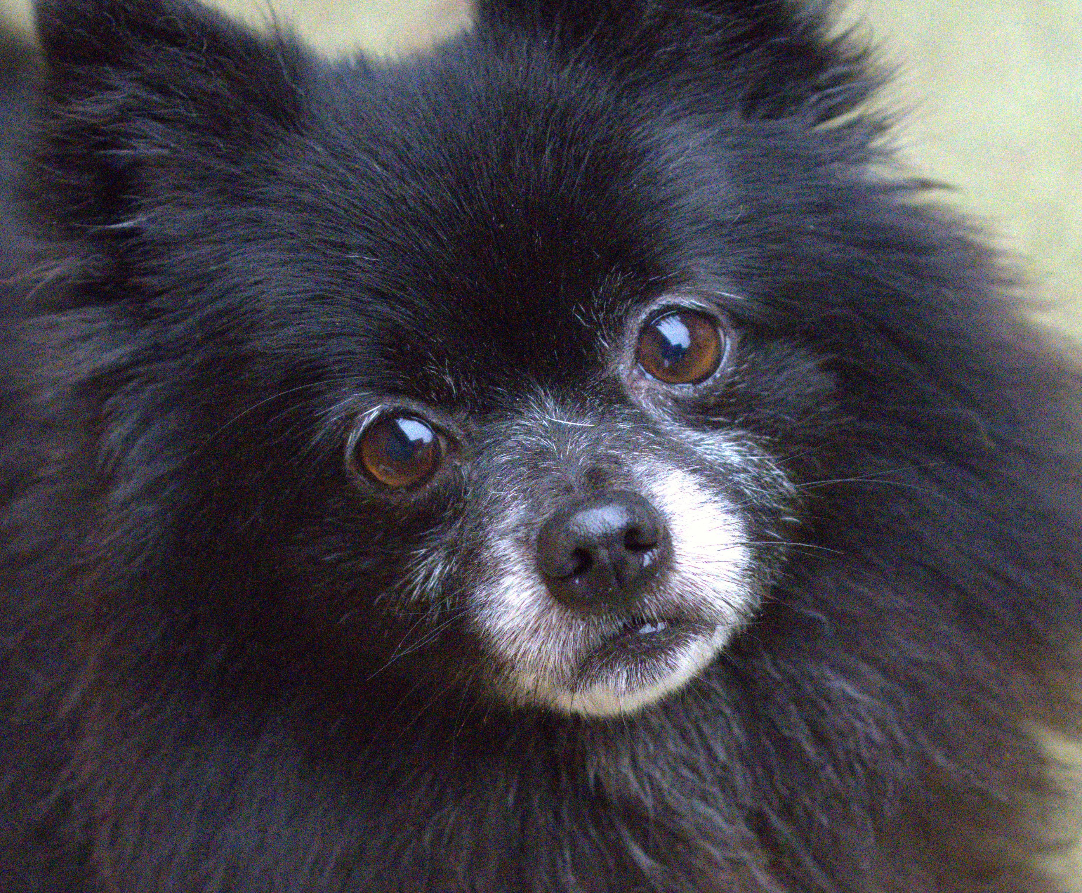 Bella photo 1