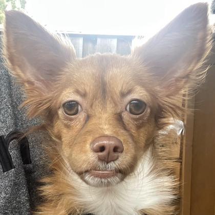 Enlarge Cinnabon, a Adoptable mixed breed in Pleasanton, CA image 1/3
