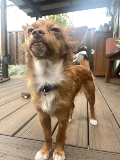 Enlarge Cinnabon, a Adoptable mixed breed in Pleasanton, CA image 2/3