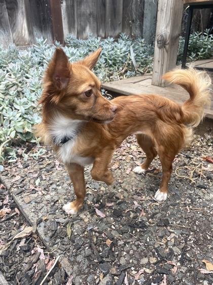 Enlarge Cinnabon, a Adoptable mixed breed in Pleasanton, CA image 3/3
