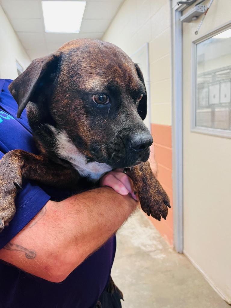 Enlarge Ryder, a Adoptable mixed breed in Bossier City, LA image 1/4