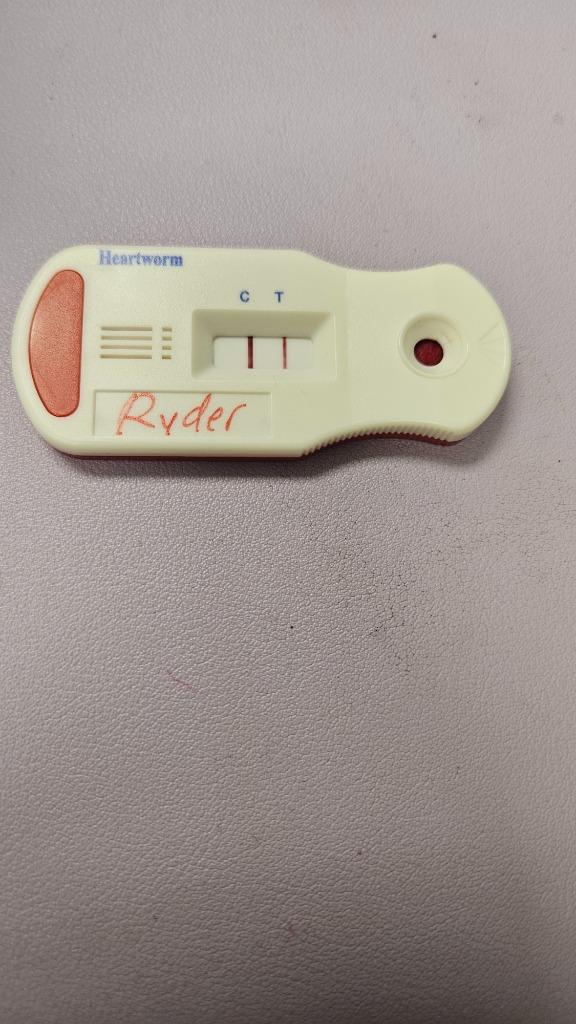 Enlarge Ryder, a Adoptable mixed breed in Bossier City, LA image 2/4