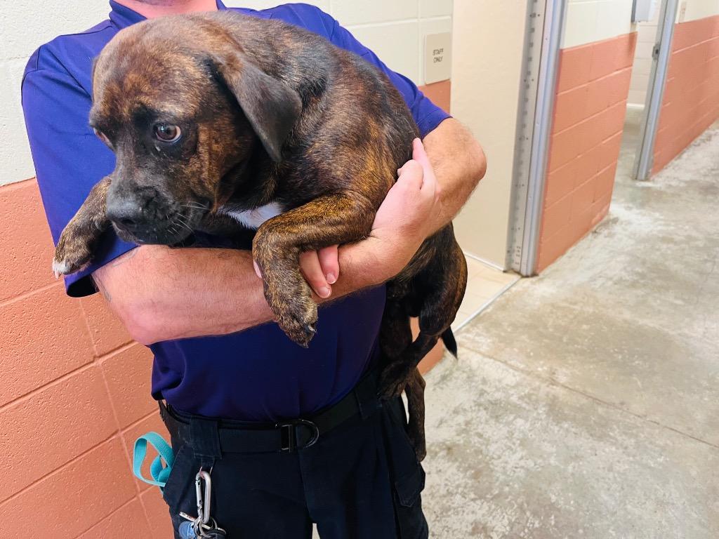 Enlarge Ryder, a Adoptable mixed breed in Bossier City, LA image 3/4