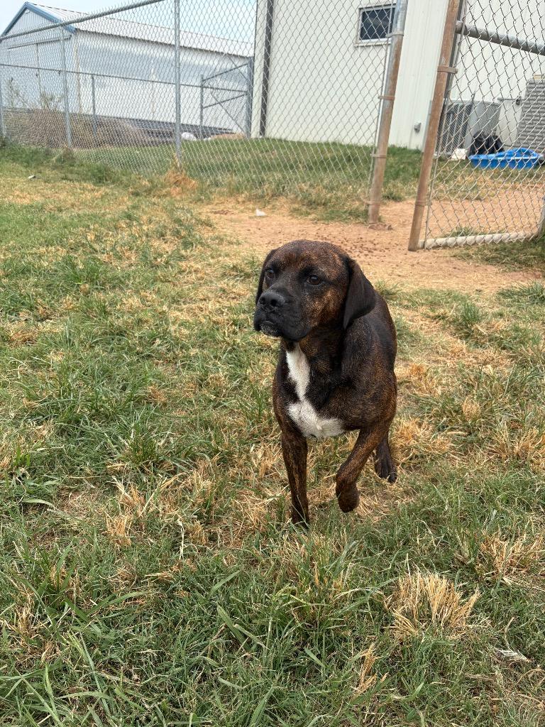 Ryder, Adoptable, Young Male Boxer & Mixed Breed.