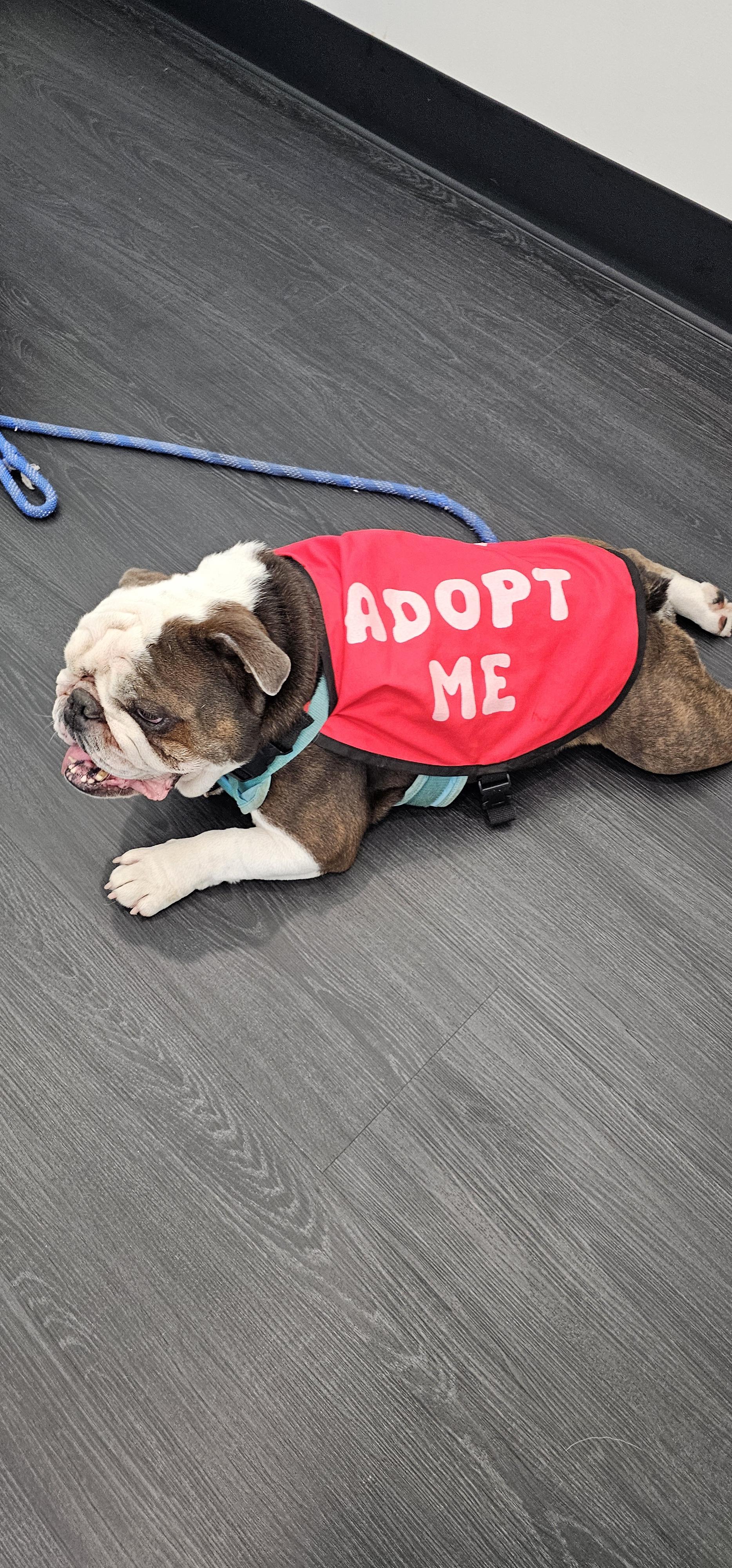Bogart, Adoptable, Young Male American Bulldog.