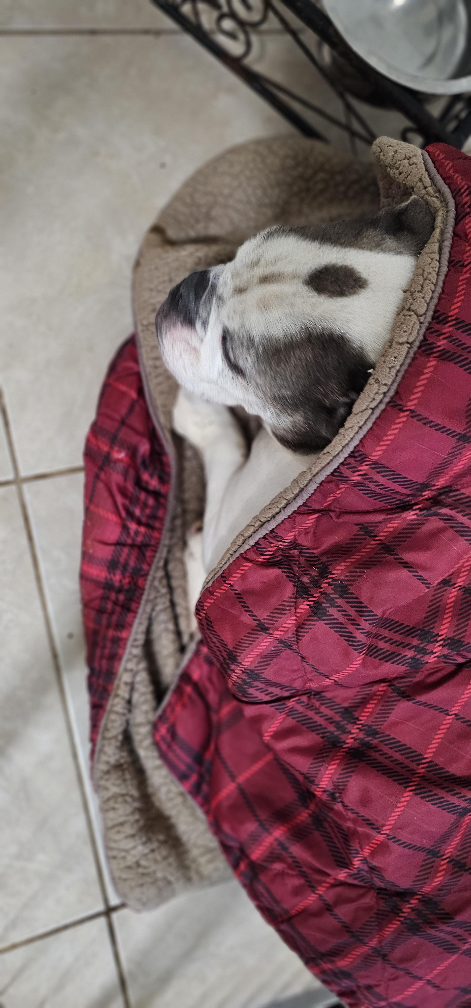 Bogart, a Adoptable American Bulldog in Brea, CA image 2/5