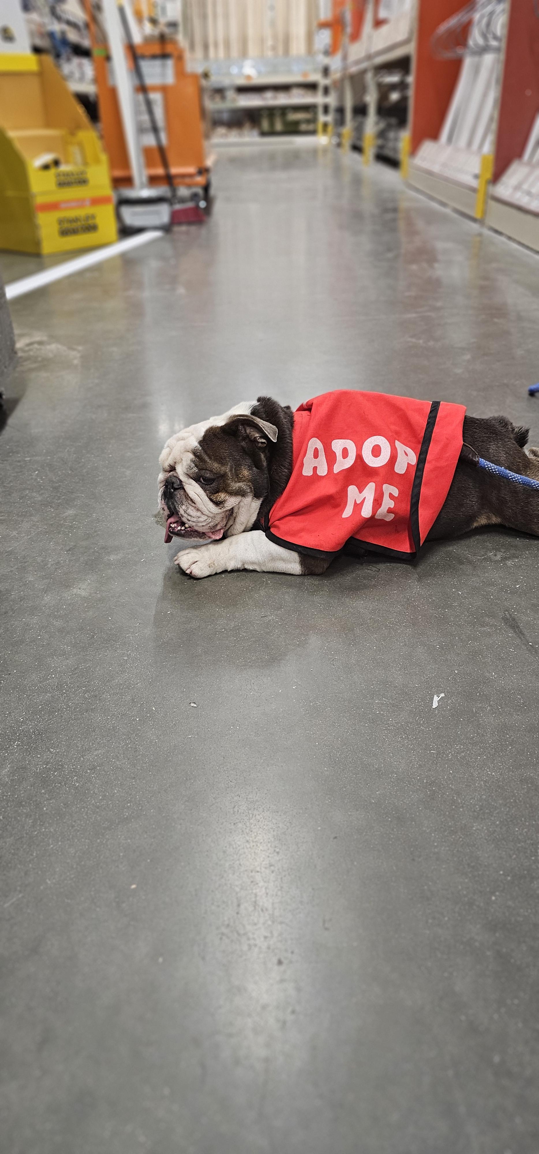 Bogart, a Adoptable American Bulldog in Brea, CA image 3/5