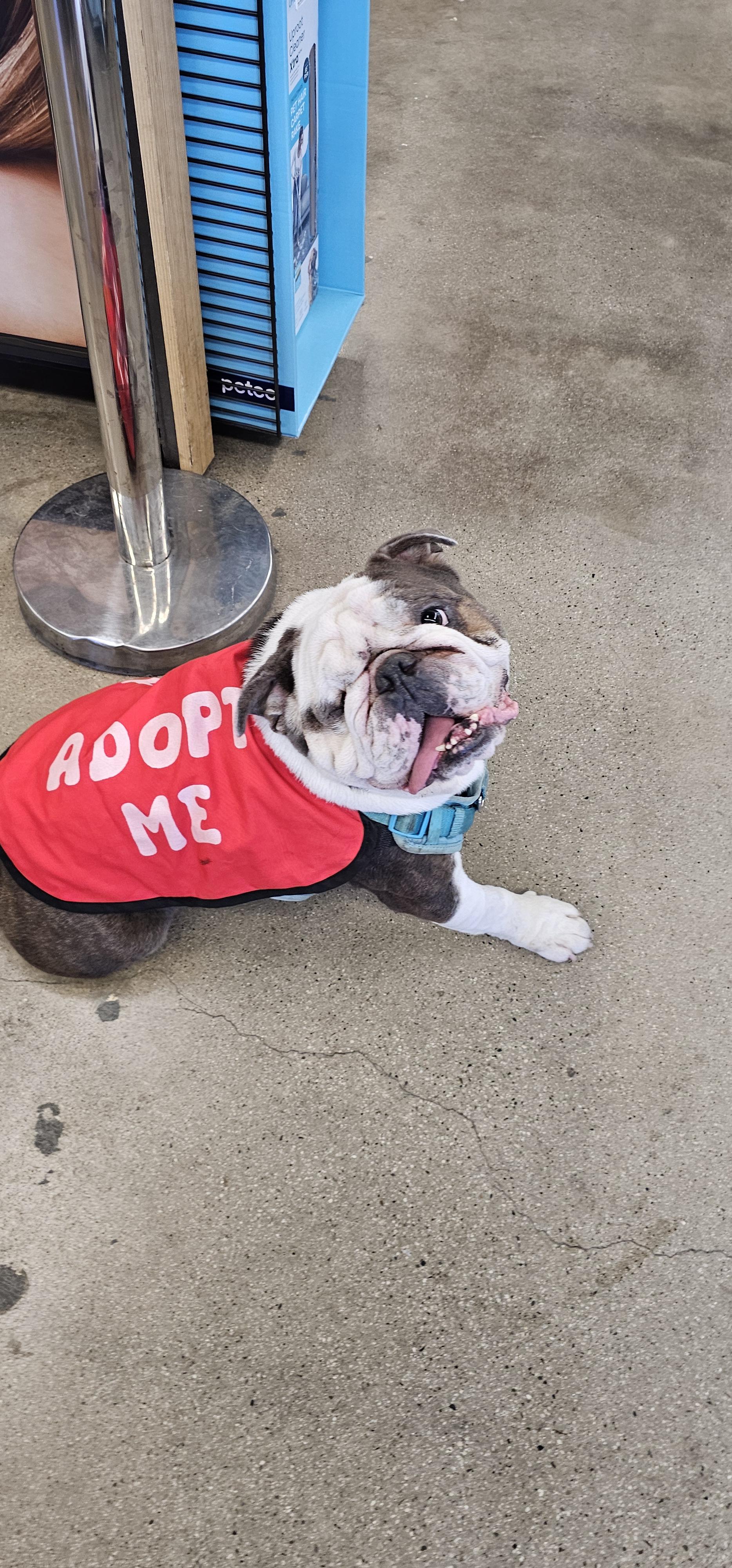 Bogart, a Adoptable American Bulldog in Brea, CA image 4/5