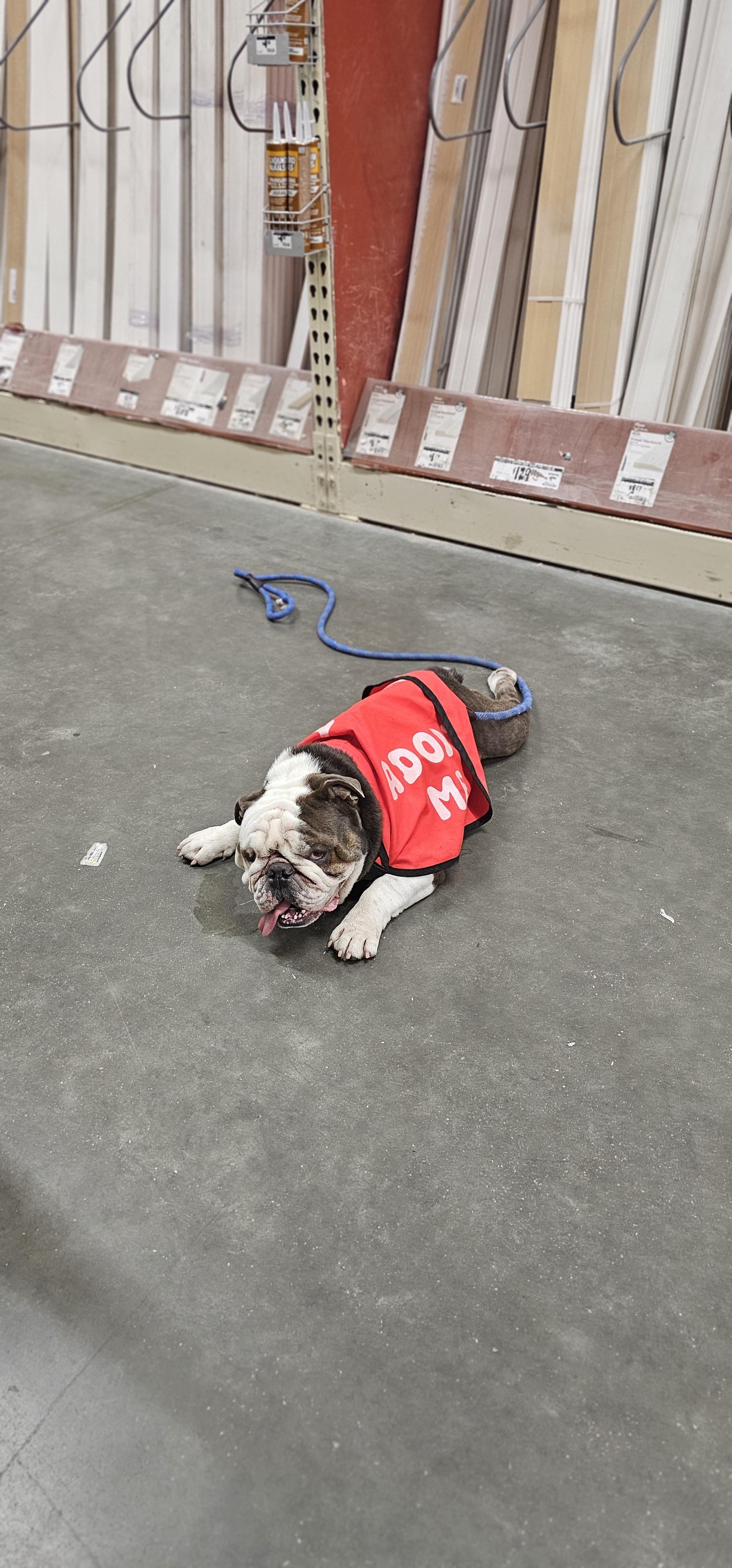Bogart, a Adoptable American Bulldog in Brea, CA image 5/5