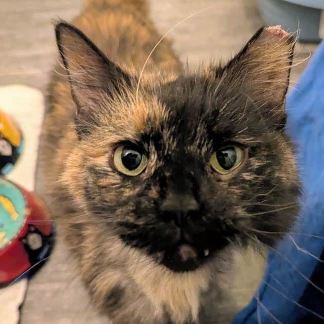 Dune, a ADOPTABLE mixed breed in CHICAGO, IL image 1/5
