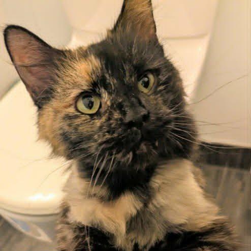 Dune, a ADOPTABLE mixed breed in CHICAGO, IL image 2/5