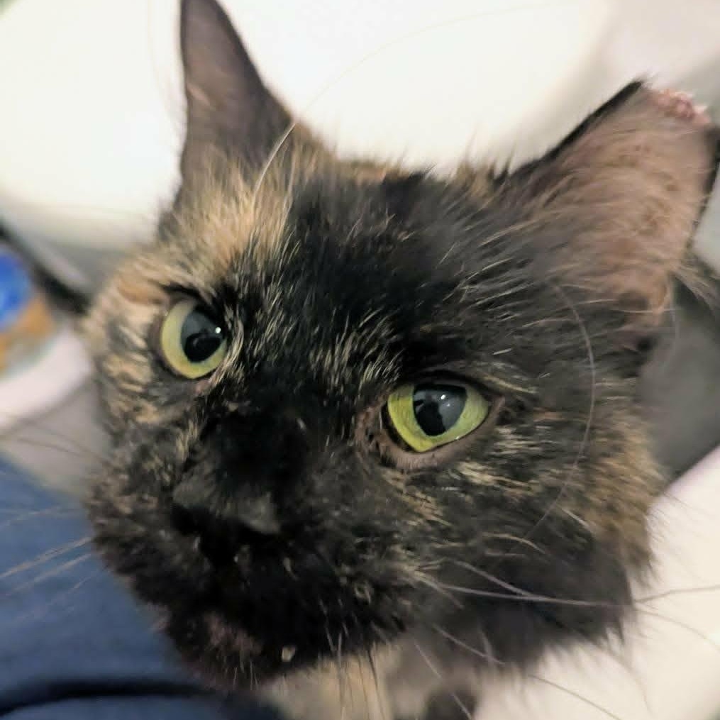 Dune, a ADOPTABLE mixed breed in CHICAGO, IL image 4/5