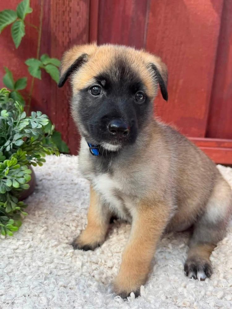 Chip, Adopted, Puppy Male Belgian Shepherd / Malinois.