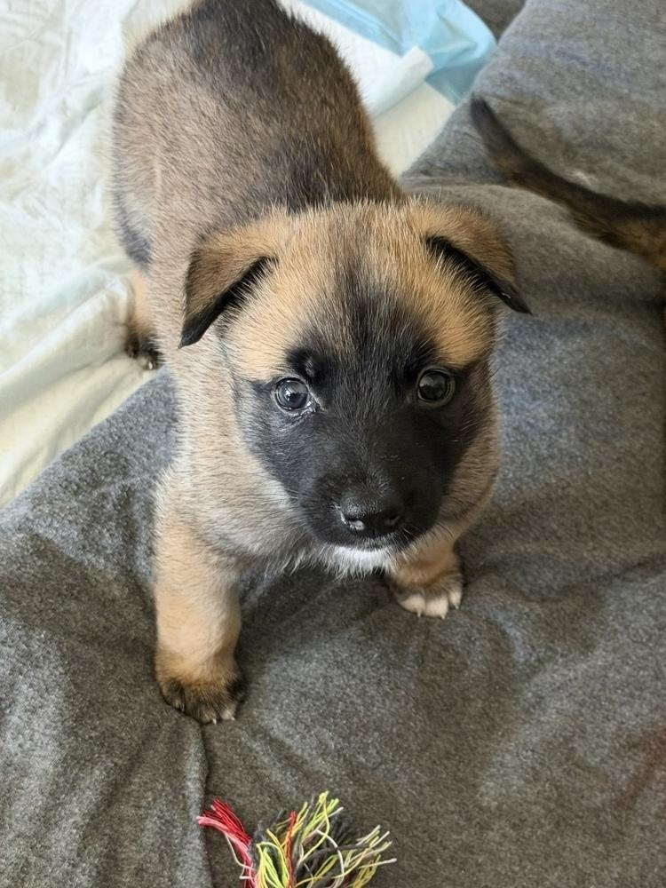 Enlarge Chip, a Adopted mixed breed in Pleasant Hill, CA image 2/2