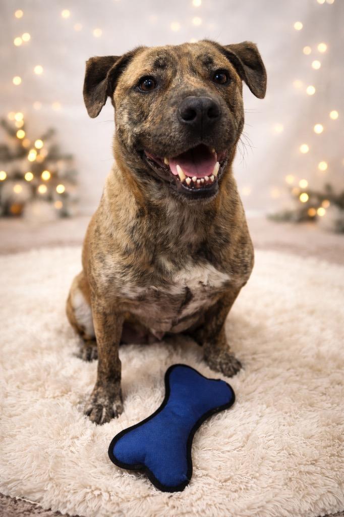 Camo (formerly Harry), a Adoptable mixed breed in Springfield, OH image 2/6
