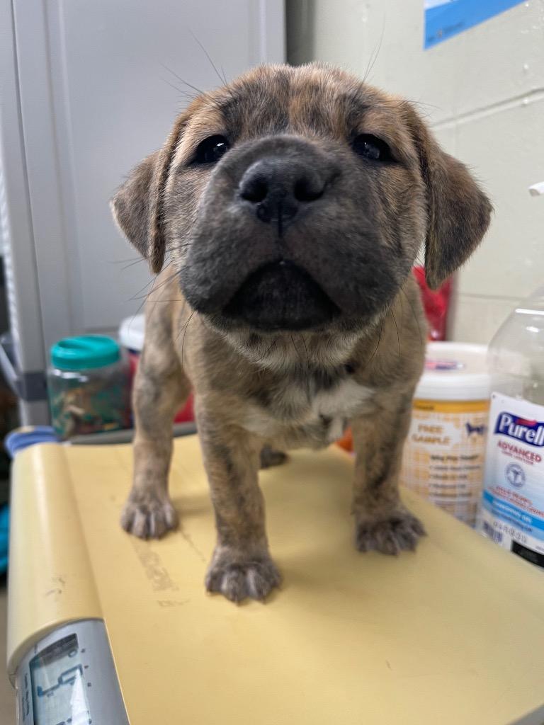 Camo (formerly Harry), a Adoptable mixed breed in Springfield, OH image 3/6