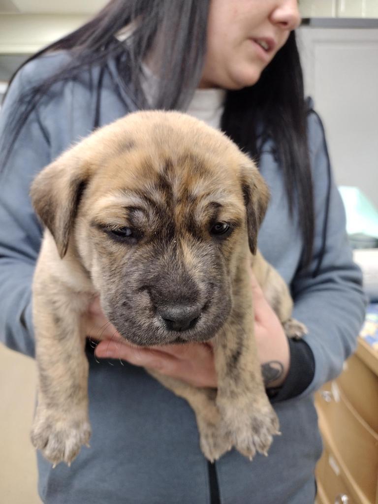 Camo (formerly Harry), a Adoptable mixed breed in Springfield, OH image 4/6