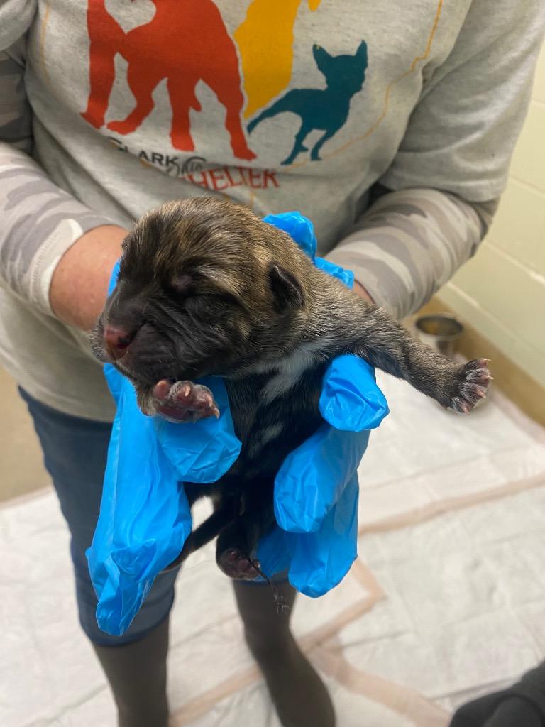 Camo (formerly Harry), a Adoptable mixed breed in Springfield, OH image 5/6