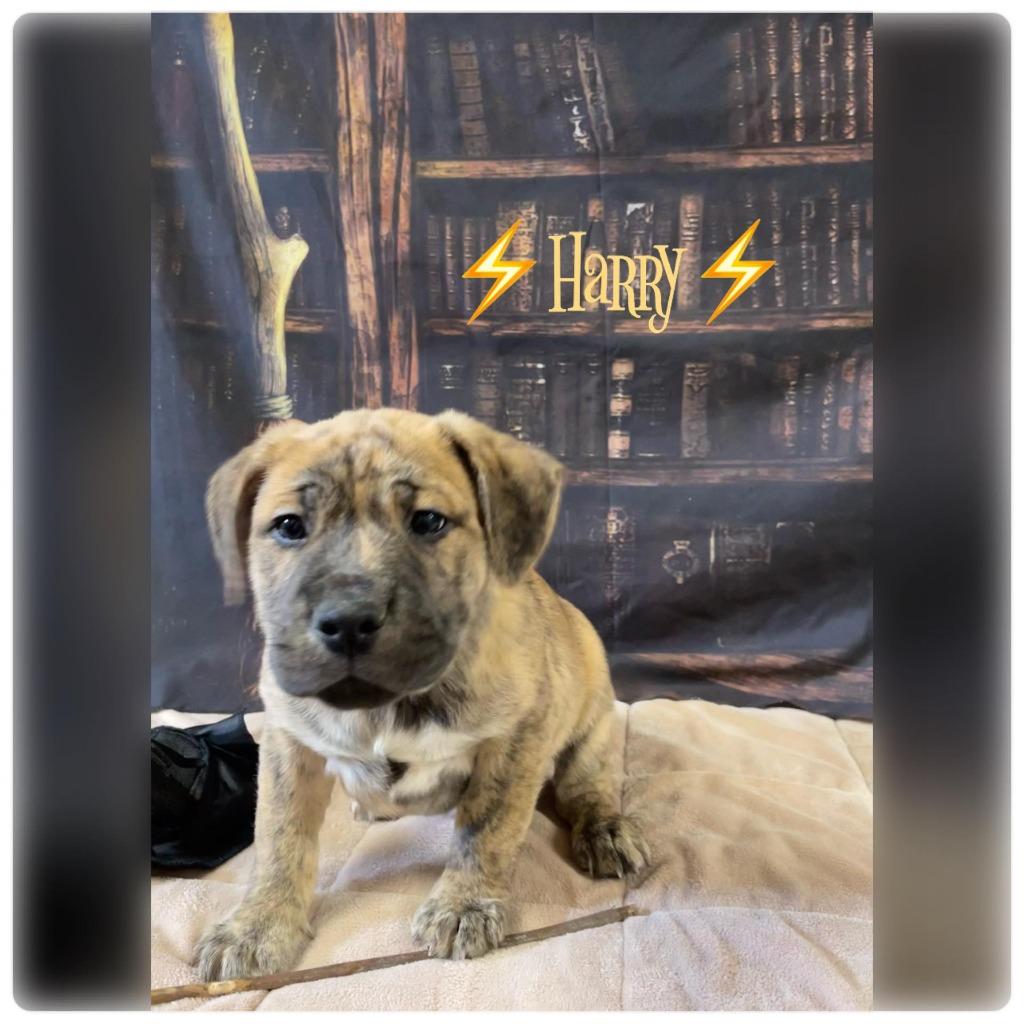 Camo (formerly Harry), a Adoptable mixed breed in Springfield, OH image 6/6