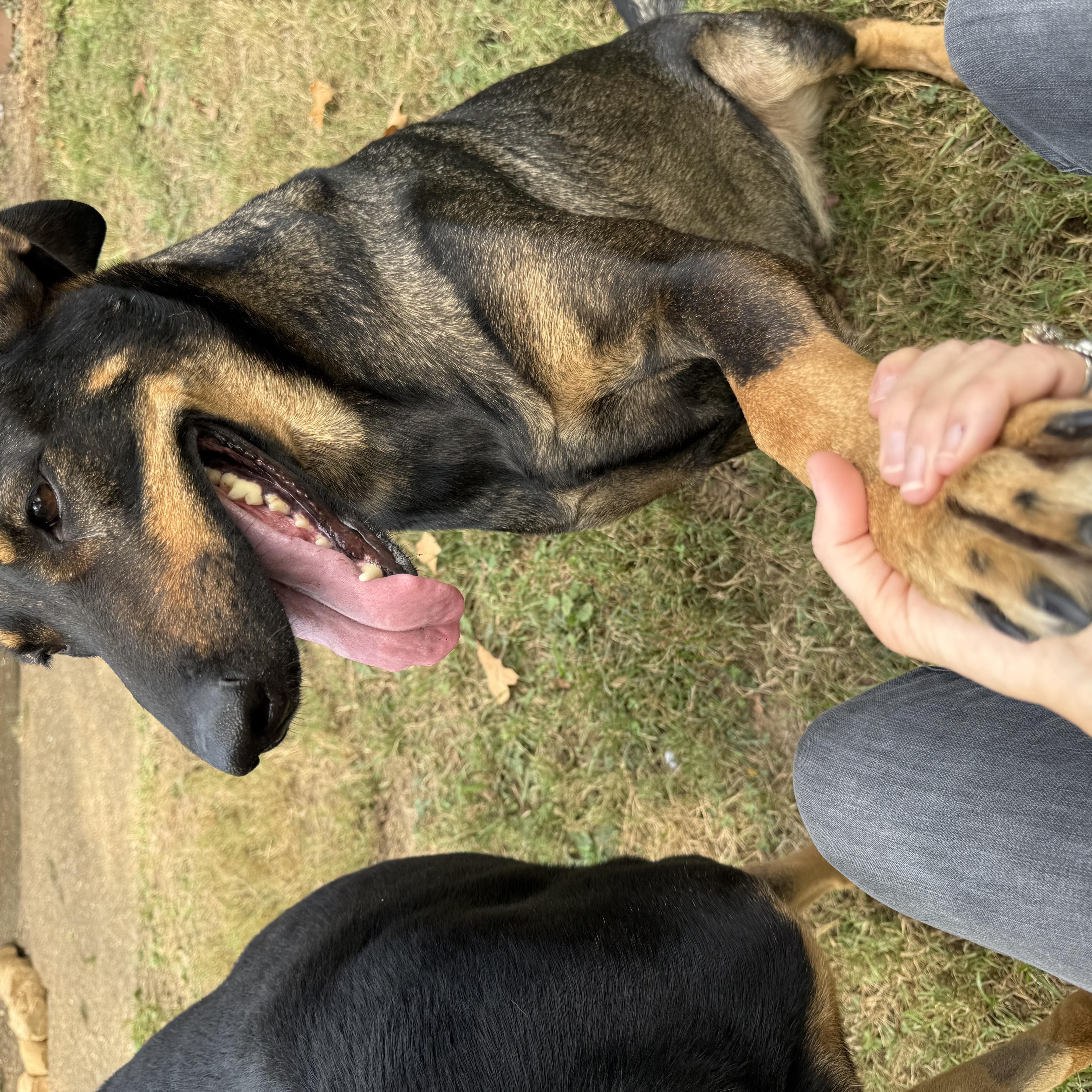 Enlarge Ozzie (and Harriet) bonded pair, a Adoptable mixed breed in Whites Creek, TN image 5/5