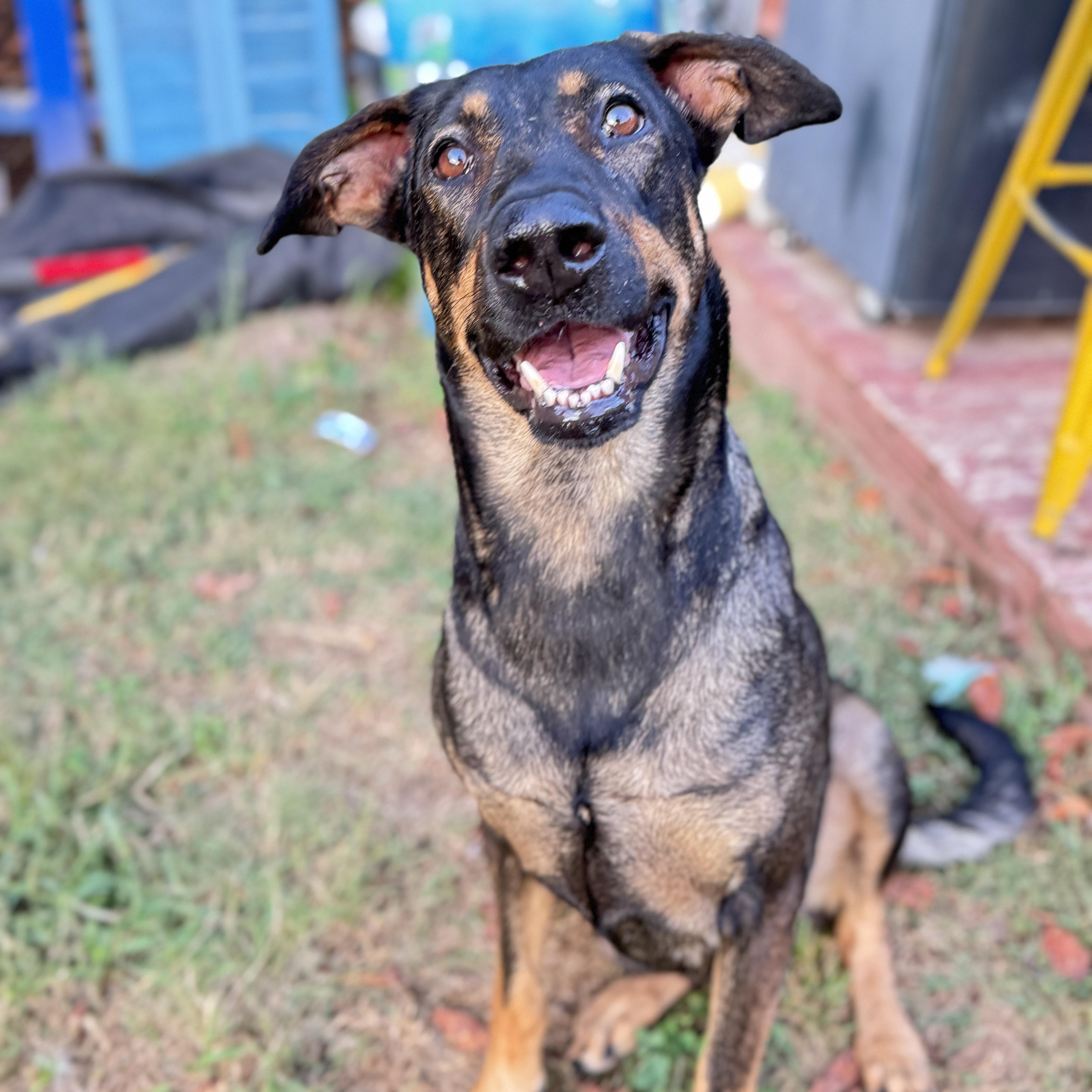 Enlarge Ozzie (and Harriet) bonded pair, a Adoptable mixed breed in Whites Creek, TN image 2/5