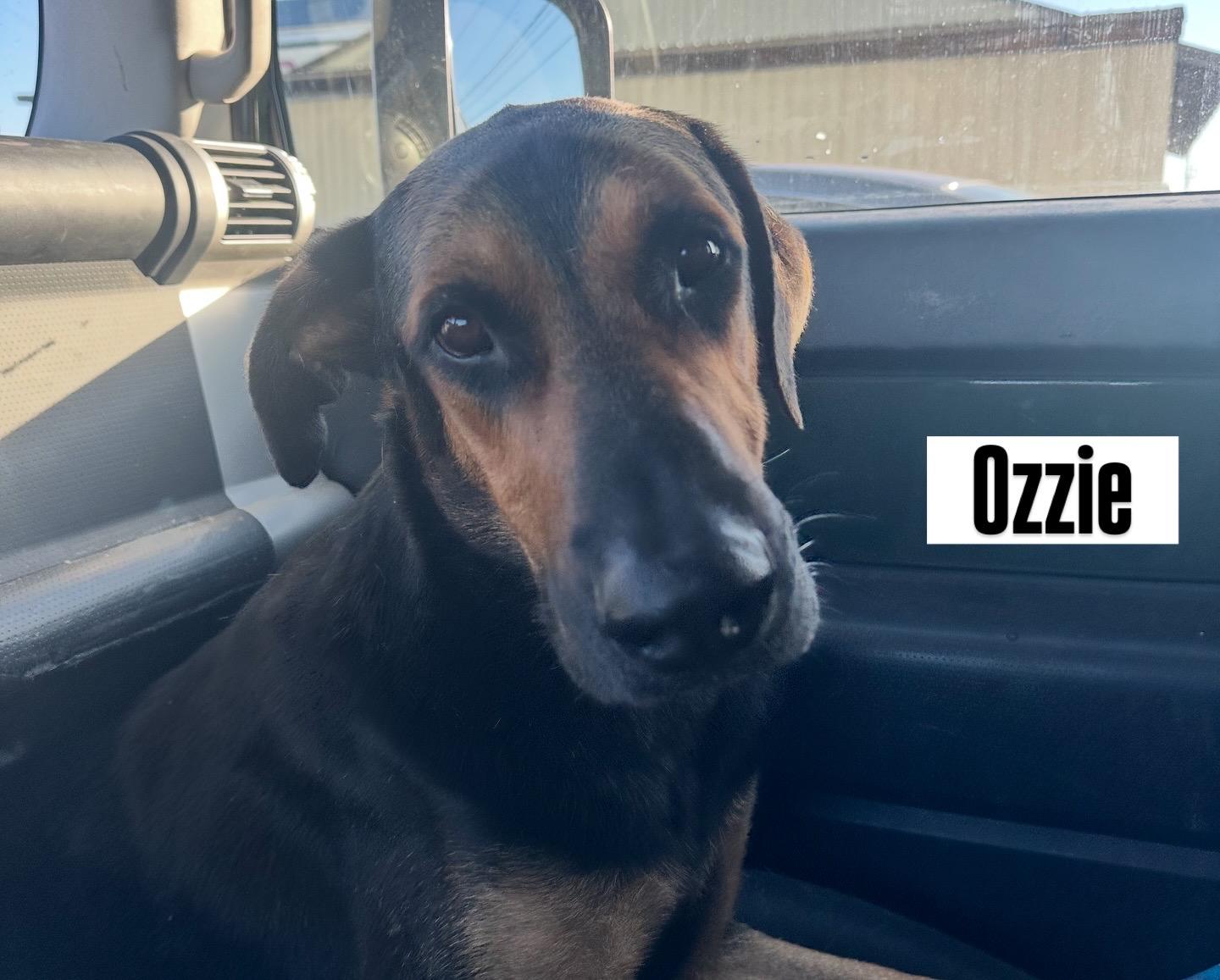 Enlarge Ozzie (and Harriet) bonded pair, a Adoptable mixed breed in Whites Creek, TN image 3/5