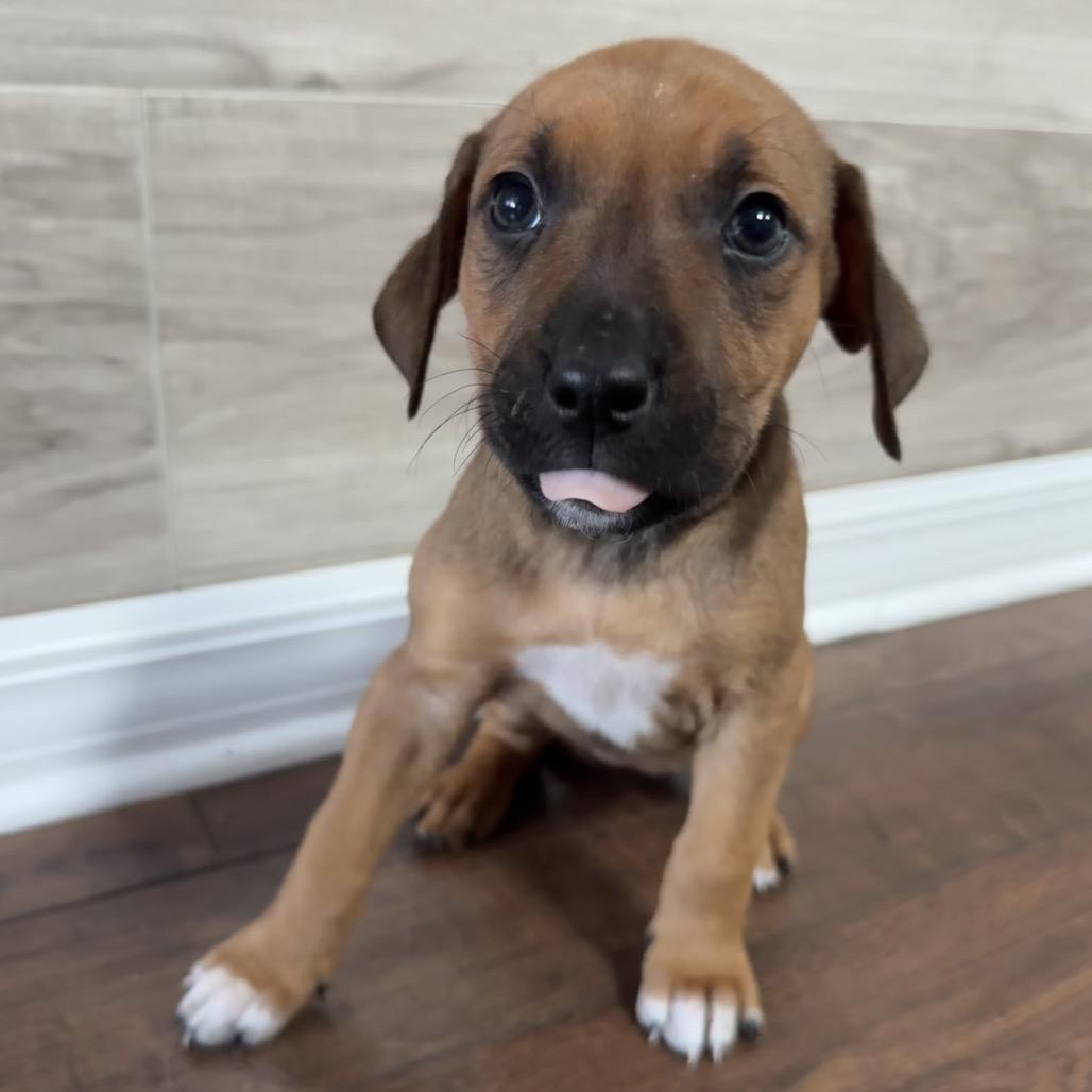 Enlarge Mira, a Adoptable Mixed Breed in Hollister, FL image 1/5