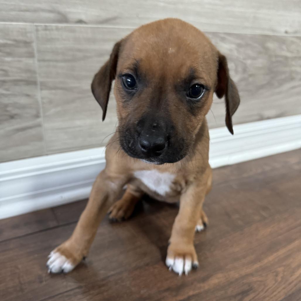 Enlarge Mira, a Adoptable Mixed Breed in Hollister, FL image 2/5