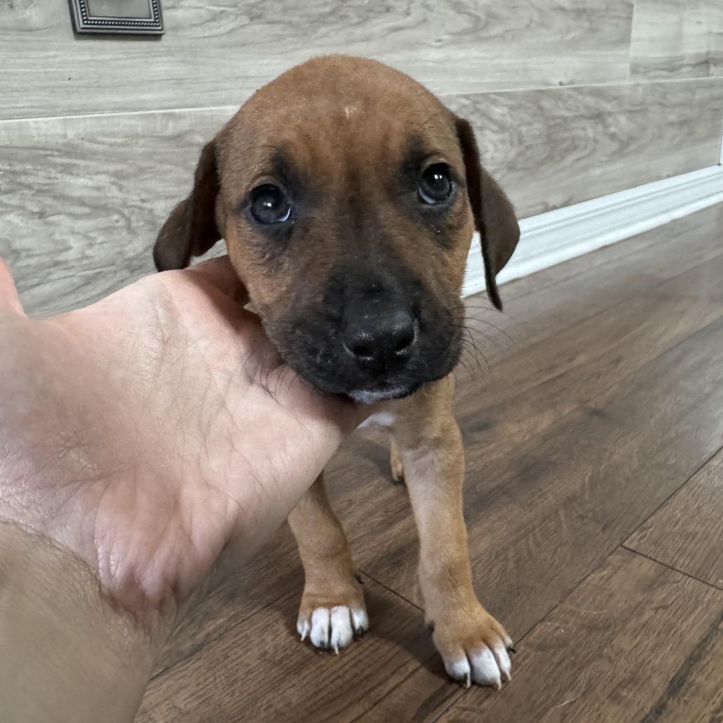 Enlarge Mira, a Adoptable Mixed Breed in Hollister, FL image 3/5