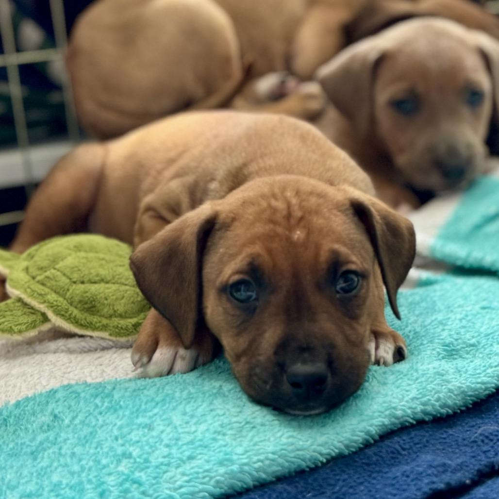 Enlarge Mira, a Adoptable Mixed Breed in Hollister, FL image 4/5