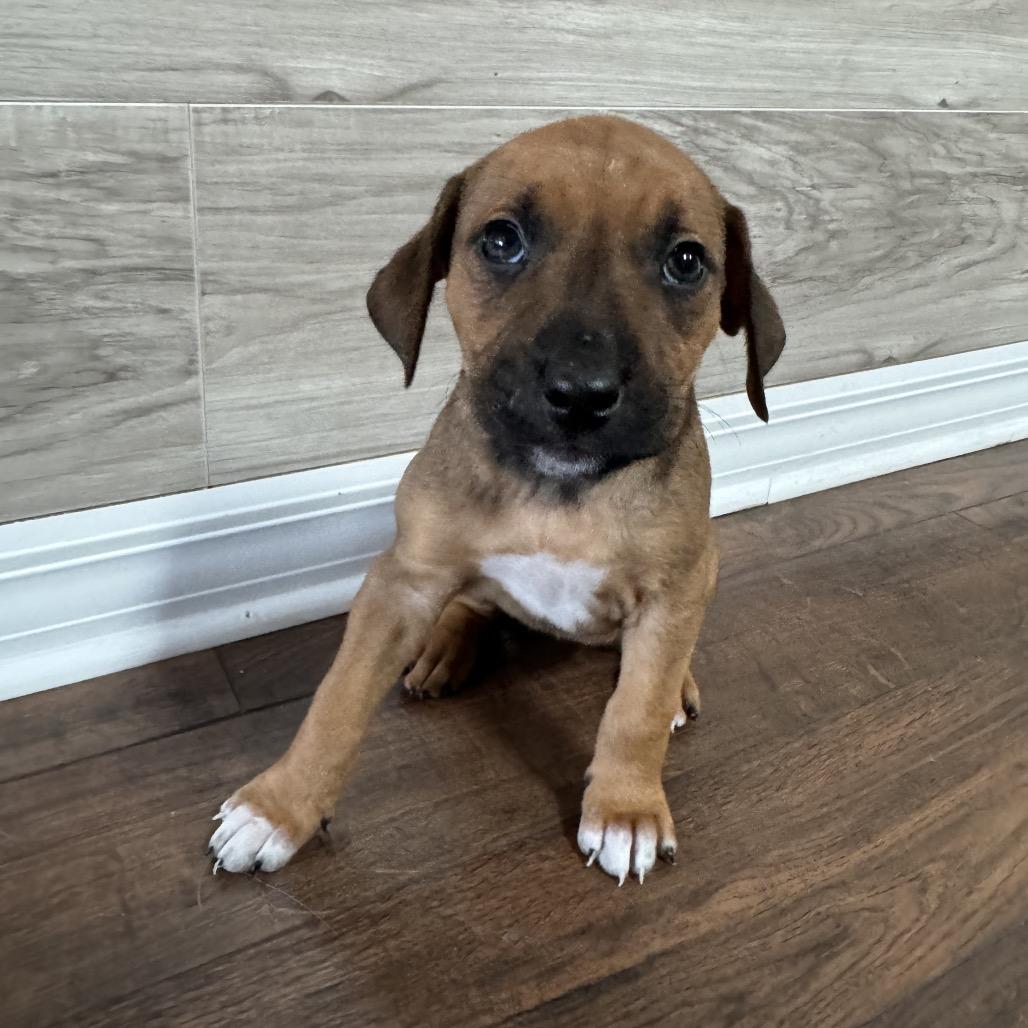 Enlarge Mira, a Adoptable Mixed Breed in Hollister, FL image 5/5