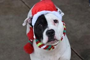 STORMI, a ADOPTABLE mixed breed in Huntington, NY image 1/2