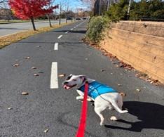 STORMI, a ADOPTABLE mixed breed in Huntington, NY image 2/2