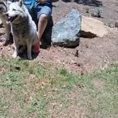 Kerman, a Adoptable Siberian Husky in San Juan Bautista, CA image 2/2