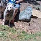 Kerman, a Adoptable Siberian Husky in San Juan Bautista, CA image 1/2