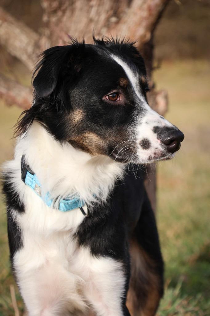 Shepherd, Adoptable, Adult Male Mixed Breed.